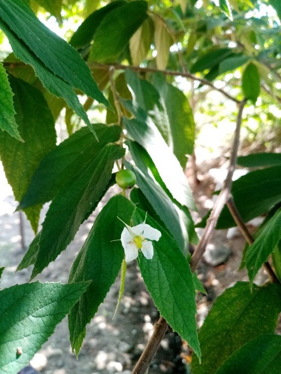 Jamaican Cherry (Engl.)