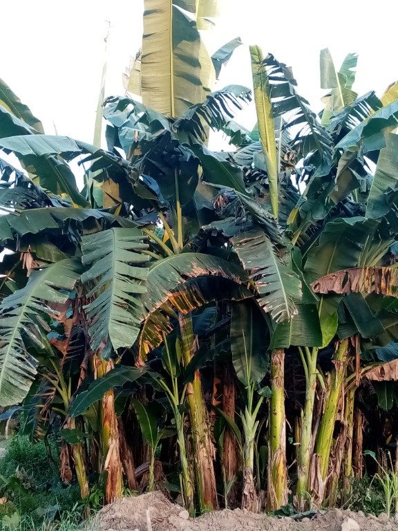 Banana (Engl.)