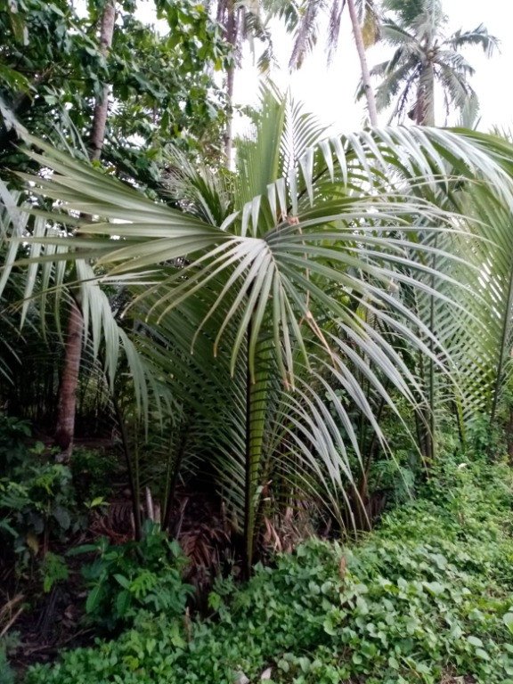 Nipah or Mangrove Palm (Engl.), Nipa (Tag.)