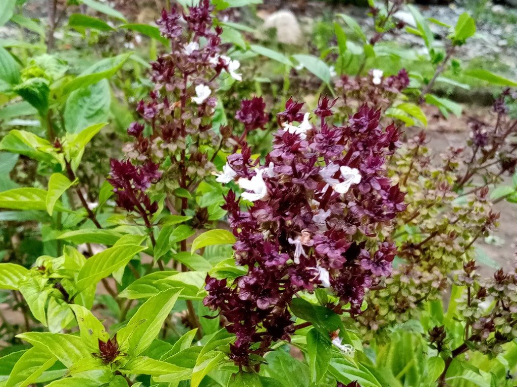 Sweet basil (Engl.)