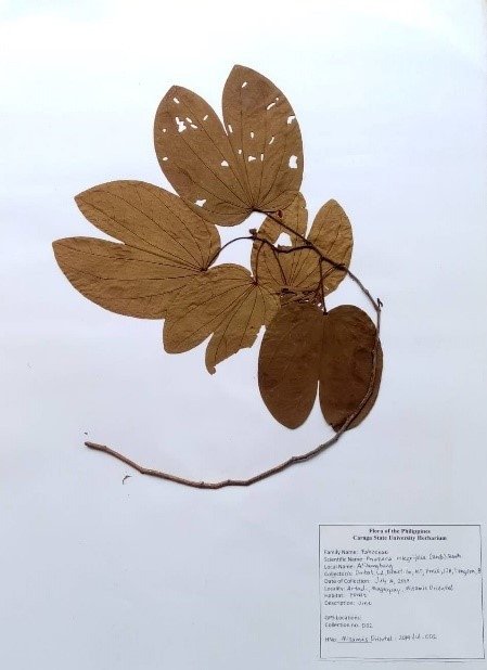 FlameVine Bauhinia (Engl.)