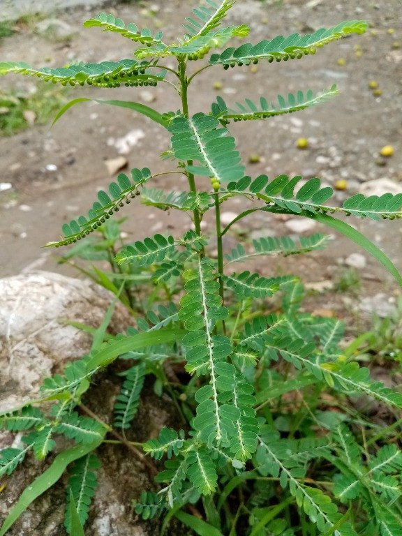 Carry-me-seed (Engl.)