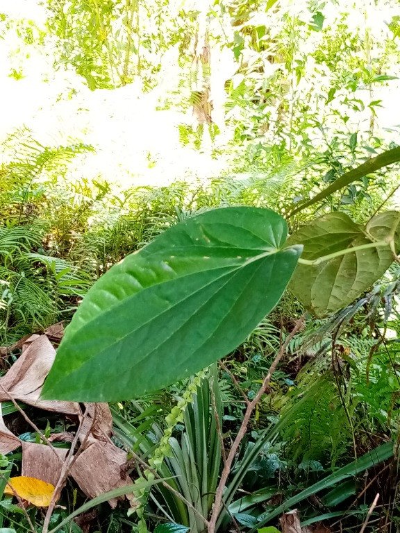 Betel Pepper (Engl.)