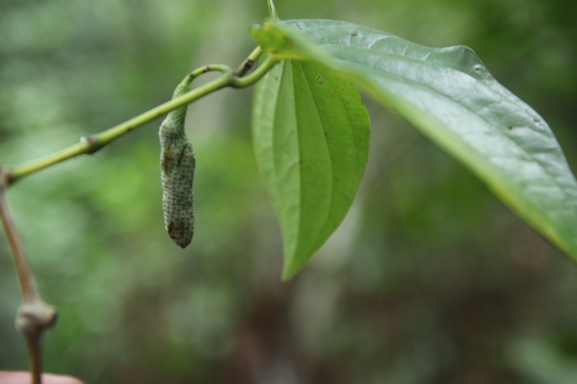 Pepper (Engl.)
