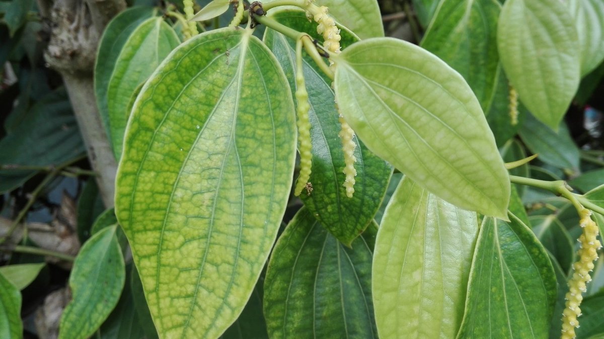 Black Pepper (Engl.)