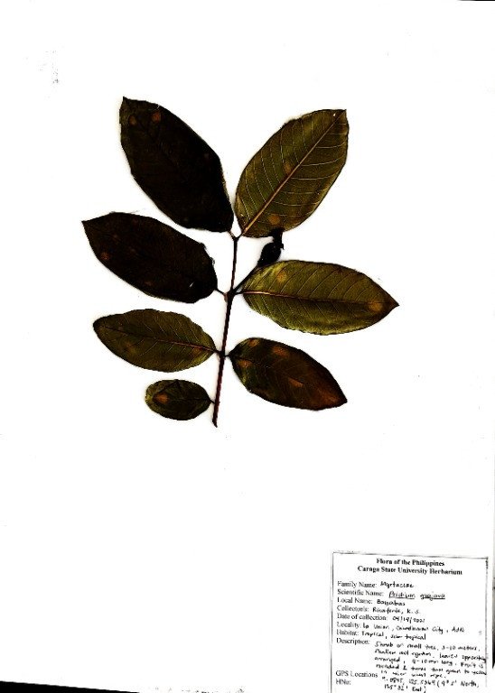 Guava (Engl.), Bayabas (Tag.)