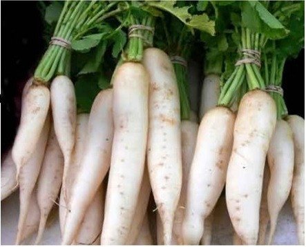 Radish (Eng.)