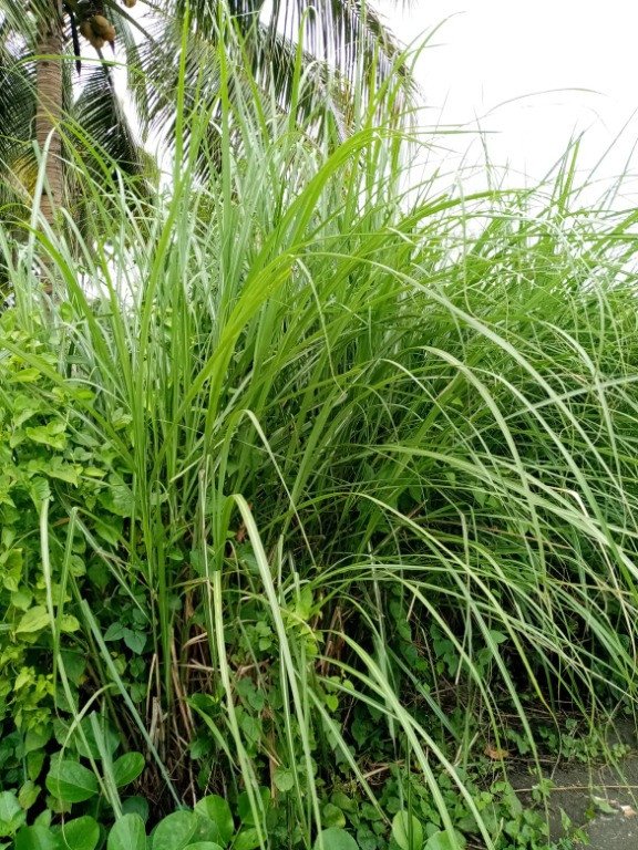 Wild sugarcane (Engl.), Talahib (Tag.),