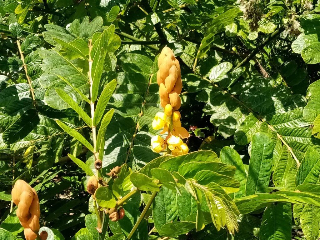 Candle Bush (Engl.), Akapulko (Tag.)