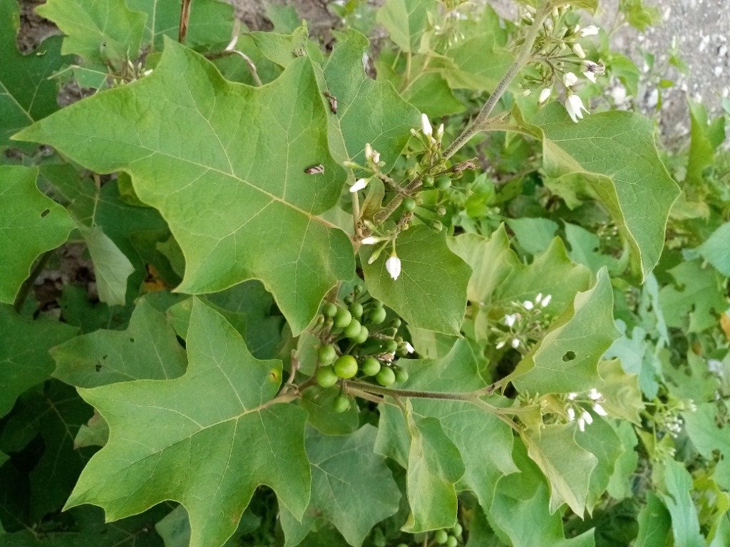 Devil's Fig or Trukey Berry (Engl.), Tandang-Aso (Tag.)