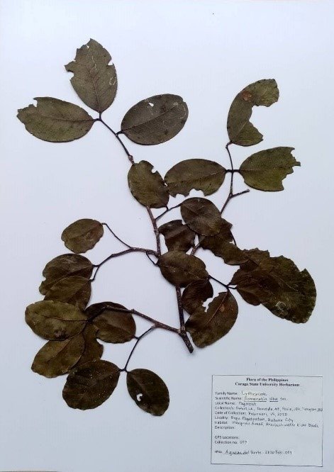 Sweet scented apple mangrove (Eng.)