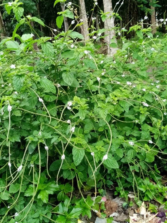 Blue Snakeweed (Engl.)