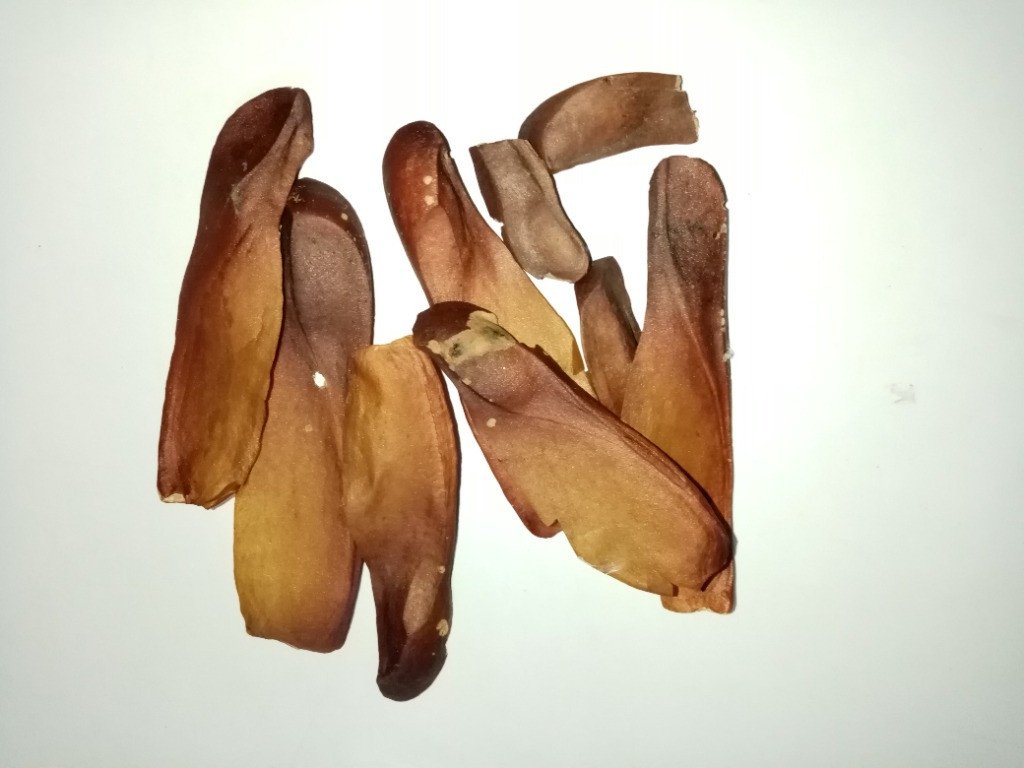 Big Leaf Mahogany (Engl.)