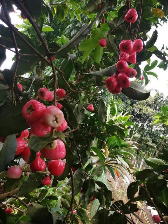 Watery Rose Apple (Engl.)