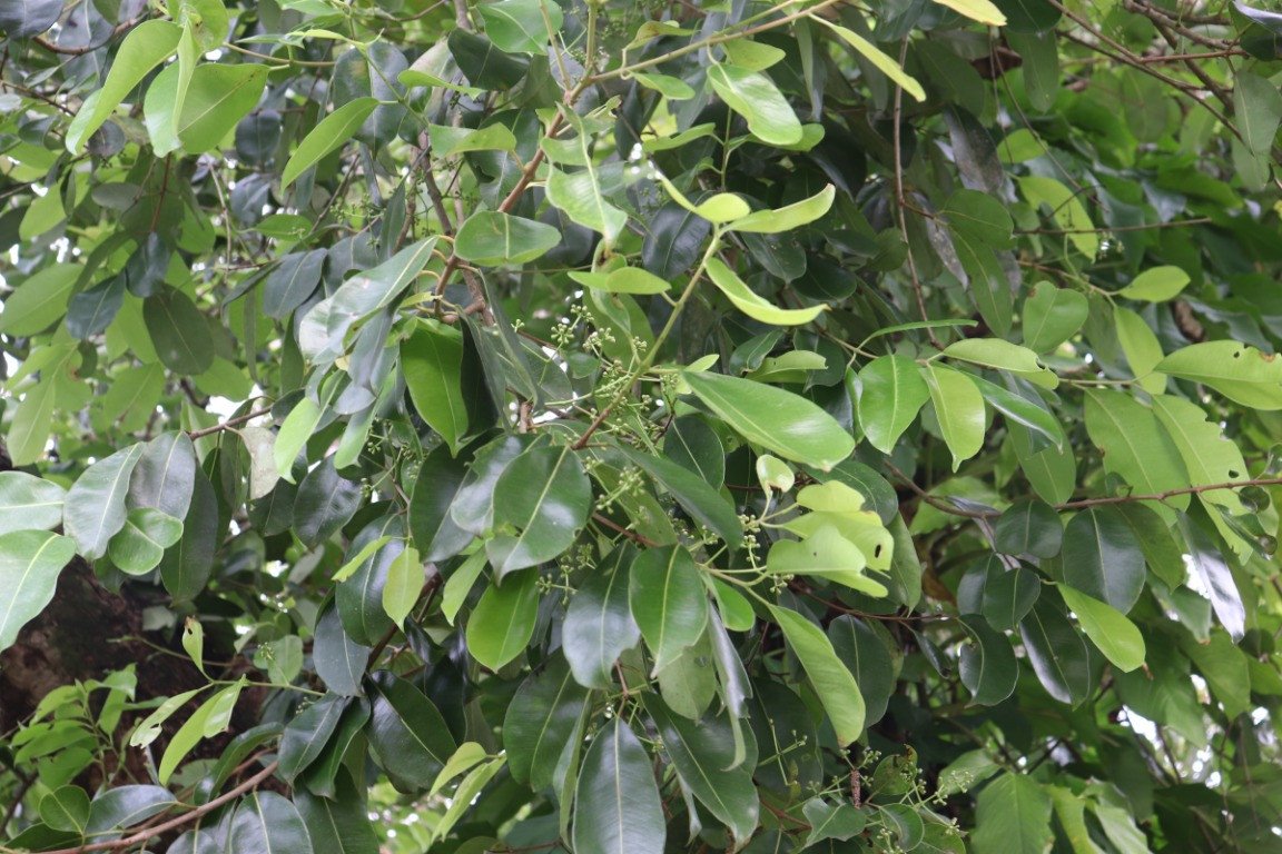 Black Plum (Engl.), Duhat (Tag.),