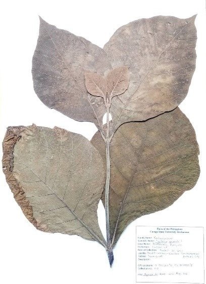 Taekwood (Engl.)