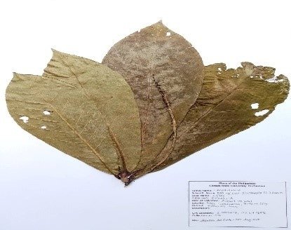 Sea Almond (Engl.)