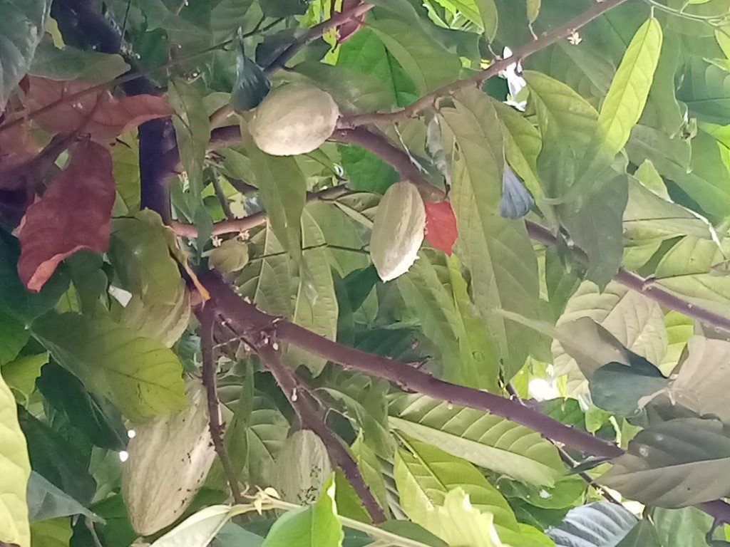 Cacao (Engl.), Kakaw (Bis.)