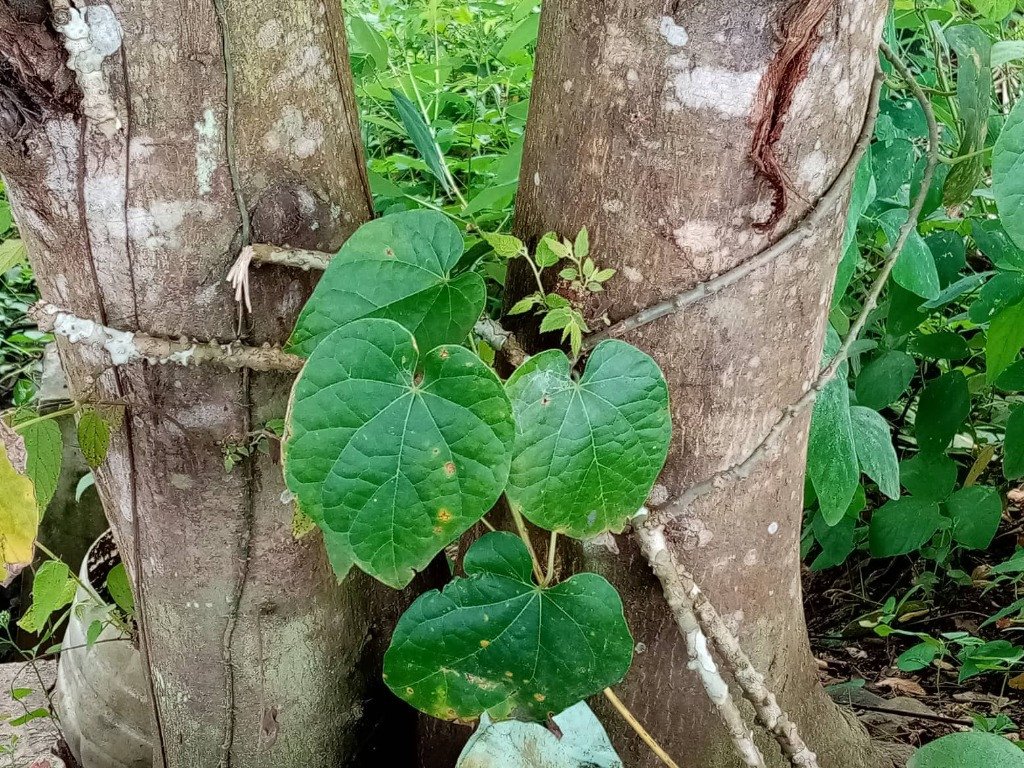 Heart-Leaf Moonseed (Engl.)