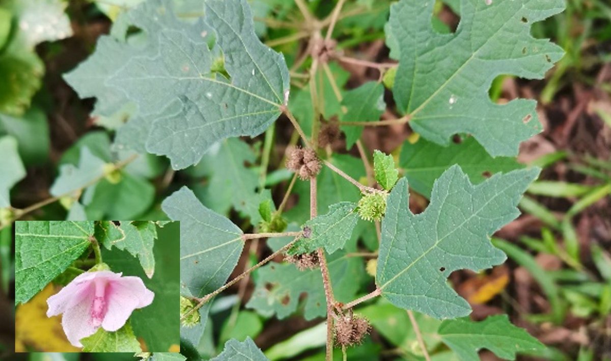 Caesar Weed (Engl.),