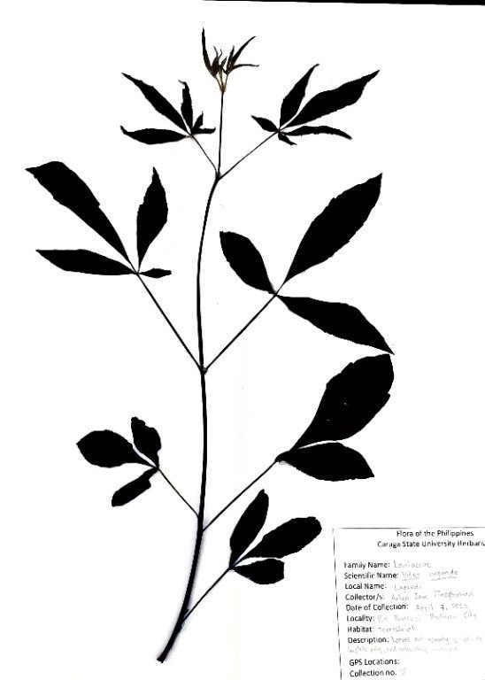 Chaste Tree (Engl.), Lagundi (Tag.)