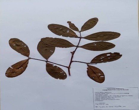 Cannonball mangrove (Engl.)