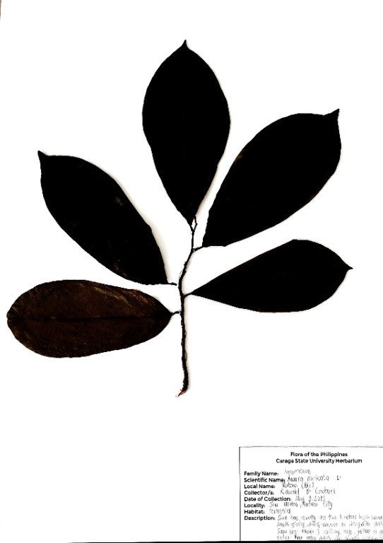Soursop (Engl.), Guyabano (Tag.)