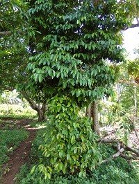 Banago (Tag.)