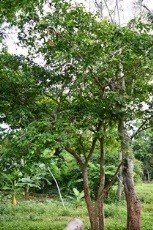 Kampupot (Tag.)