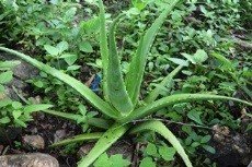 Indian aloe (Engl.)