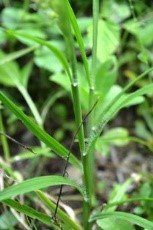 Burgrass (Engl.)