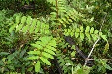 Tropical Leaf-flower (Engl.)