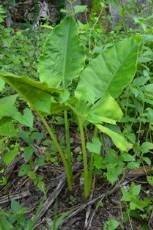 Taro (Engl.)
