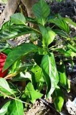Indian mulberry (Engl.)