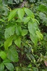 Tit berry (Engl.)