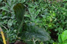 Taro (Engl.)