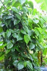 Betel leaf plant (Engl.)