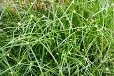 White Kyllingia (Engl.)