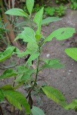 Blumea camphor (Engl.)