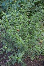 Common wireweed (Engl.)