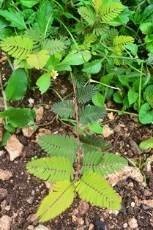 Sensitive plant (Engl.)