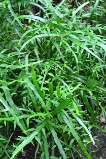 Centipede plant (Engl.)