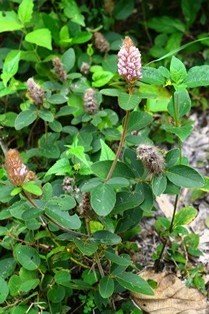 Hare Foot Uraria (Engl.)