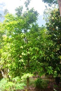 Cacao tree (Engl.)