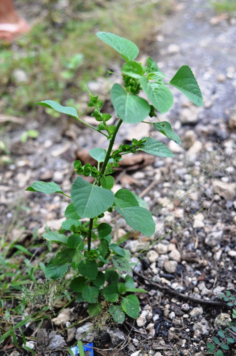 Three-seeded acalypha (Engl.)