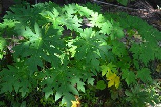 Papaya (Engl.)
