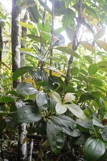 Medinilla (Engl.)