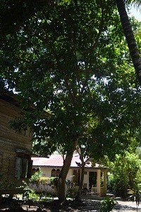 Batarau (Neg.)
