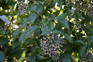 Chinese chastetree (Engl.)