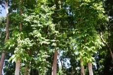 West Indian mahogany (Engl.)
